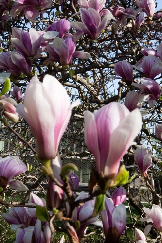 Magnolienbluete
