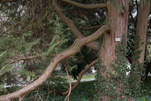 Nootka-Scheinzypresse