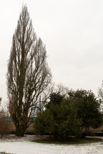 Pyramideneiche (Saeuleneiche)