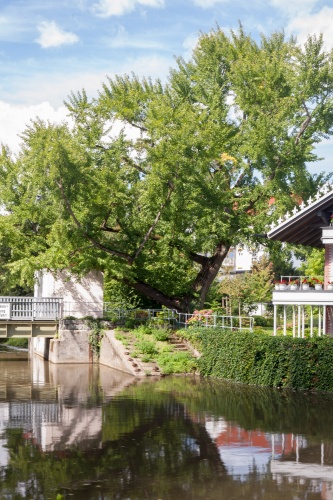 Goethe-Ginkgo und Petrihaus