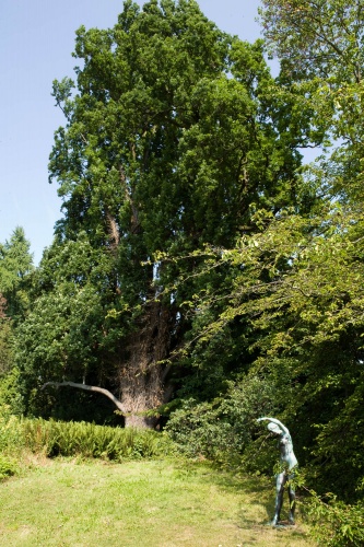 Frankfurt Pyramideneiche