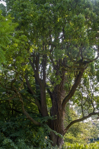 NBB Frankfurt Pyramideneiche-2