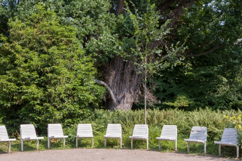 NBB Frankfurt Pyramideneiche-3