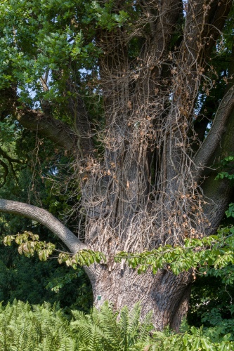 NBB Frankfurt Pyramideneiche