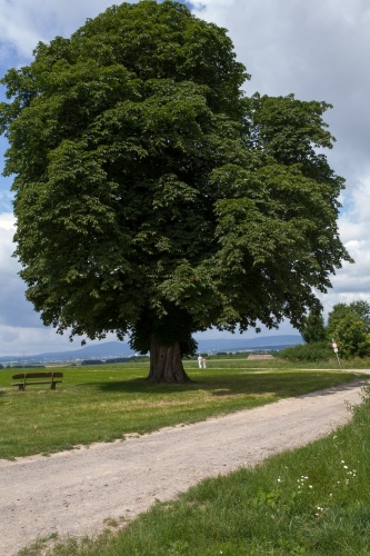 Kastanie in Niedererlenbach - Sommerhabitus