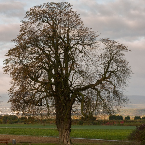 Kastanie in Niedererlenbach - Winterhabitus