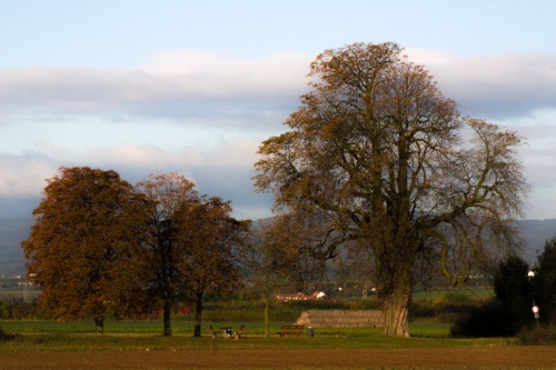 Kastanie in Niedererlenbach - mit Nachwuchs