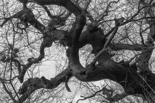 Schwanheimer Alteichen