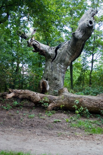 hohle Eiche, Umfang 4,7 m