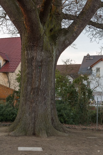 Sossenheimer Friedenseiche Stamm