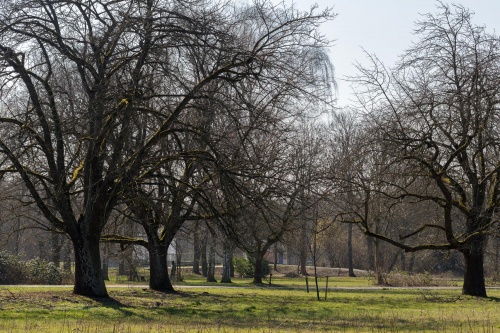 Speierlinge mit Nidda-Bruecke