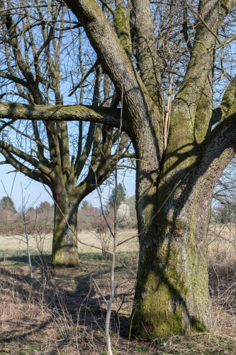 Zwei Speierlinge Richtung Nord