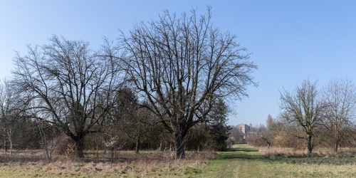 Zwei Speierlinge