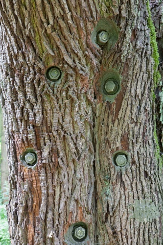 Speierling mit Verschraubungen