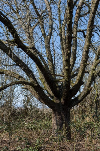 Speierling Krone
