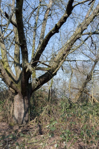 Speierling mit Gebuesch