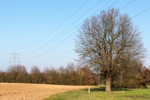 Alter Speierling unter Hoschspannung