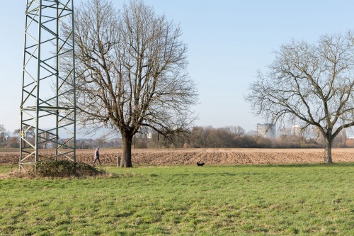 Alter Speierling