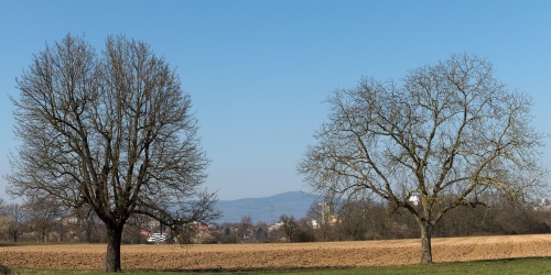 Speierling mit Nussbaum