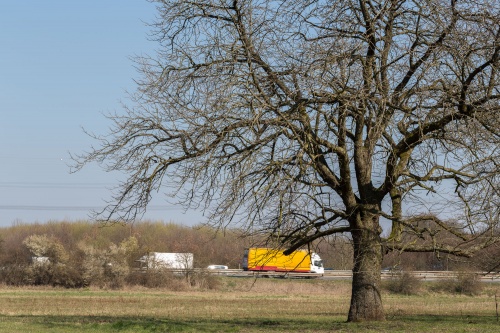 Speierling an Autobahn