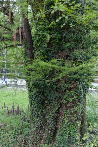 Zoom-In Sumpfzypresse im Frankfurter Zoo-4