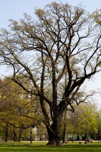 Eiche im Brentanopark