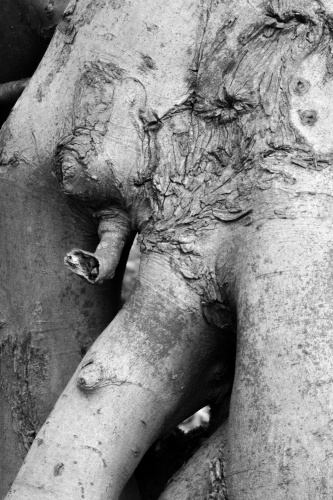 Frankfurter Stadtwald