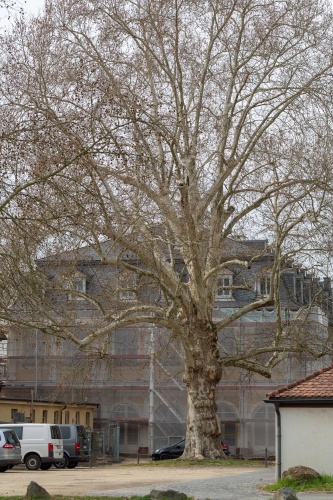 Ahornblaettrige Platane in der Ehemalige Kuranlage Wilhelmsbad-4