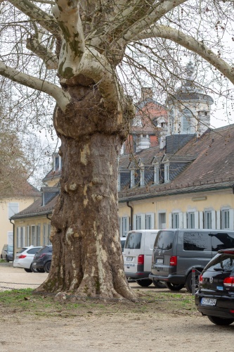 Ahornblaettrige Platane in der Ehemalige Kuranlage Wilhelmsbad