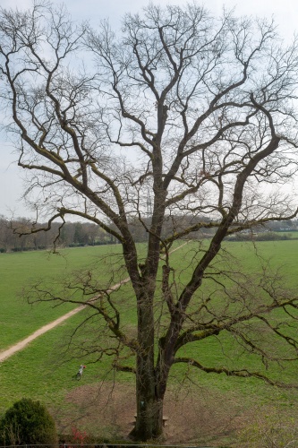 Eiche am Wiesenrand-4