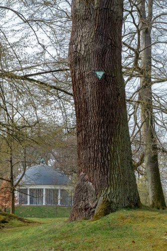 Eiche naehe Grabpyramide