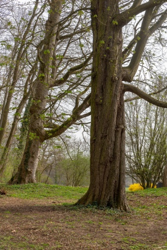 Rosskastanie in der Ehemalige Kuranlage Wilhelmsbad