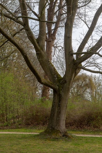 Rot-Eiche in der Ehemalige Kuranlage Wilhelmsbad-2