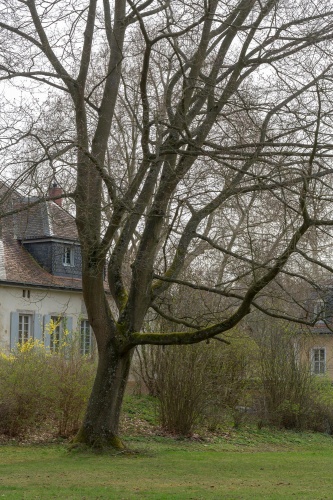 Rot-Eiche in der Ehemalige Kuranlage Wilhelmsbad
