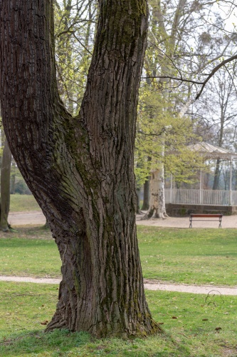 Sommer-Linde im Staatspark Hanau-Wilhelmsbad ---3