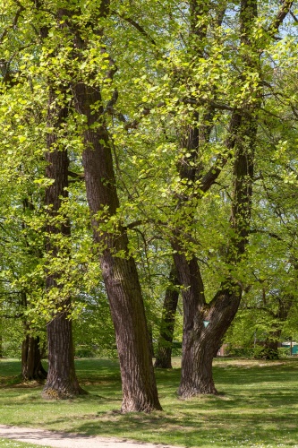 Sommer-Linde im Staatspark Hanau-Wilhelmsbad --