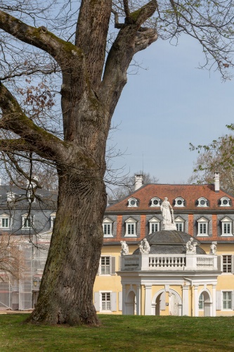 Tischbein-Eiche-2