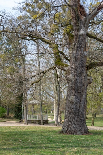 Tischbein-Eiche-3
