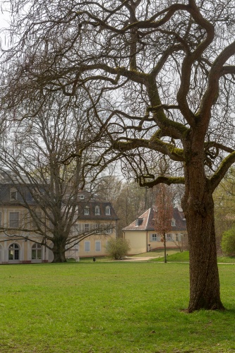 Trompetenbaum in der Ehemalige Kuranlage Wilhelmsbad-2