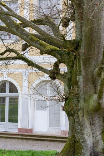Westliche Blutbuche in der Ehemalige Kuranlage Wilhelmsbad-2