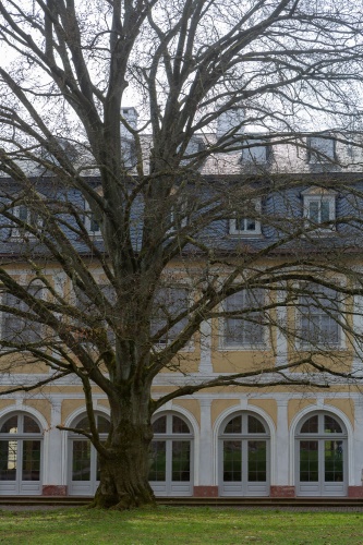 Oestliche Blutbuche in der Ehemalige Kuranlage Wilhelmsbad