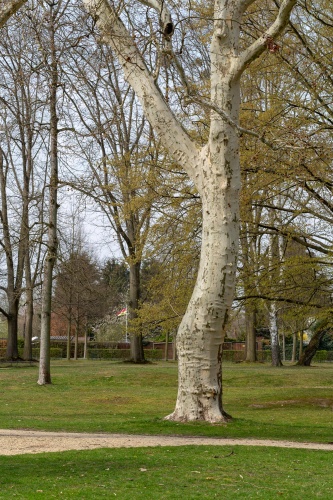 Zwei Platanen in der Ehemalige Kuranlage Wilhelmsbad-2