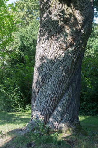 Spitzahorn im Schlosspark Philippsruhe