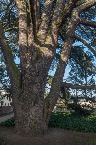 Mehrere kraeftige Staemme