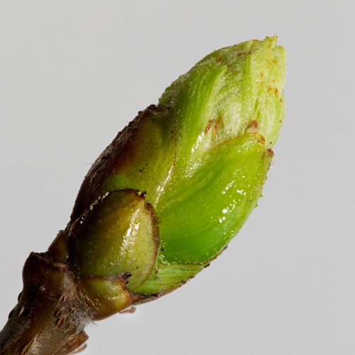 Vergrößern 22.03.2016