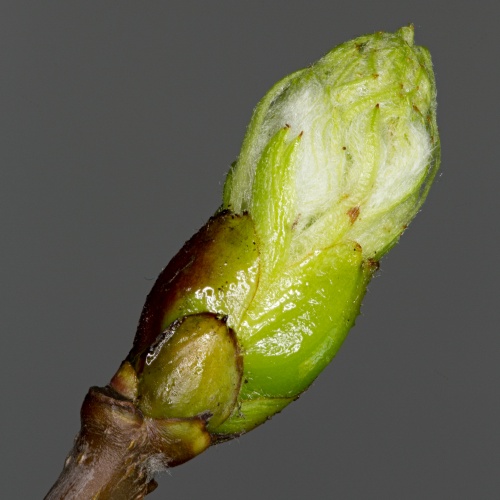 Vergrößern 24.03.2016