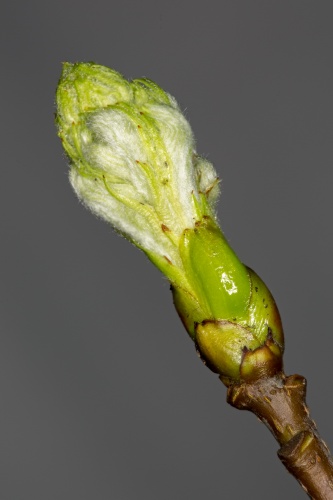 Vergrößern 26.03.2016