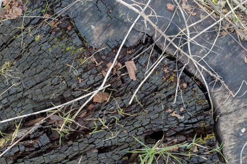 Rand der Stammscheibe