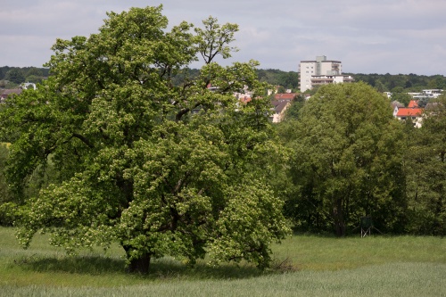 Bluehender Speierling in Kronberg