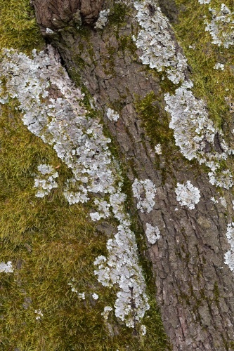 Speierling Borke mit Moos und Flechte